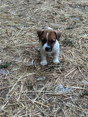 Les chiots de Jack Russell Terrier
