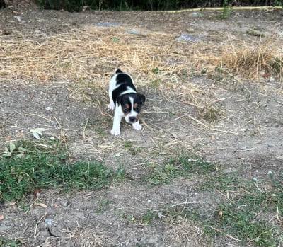 Les chiots de Jack Russell Terrier