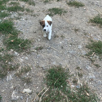 Les chiots de Jack Russell Terrier