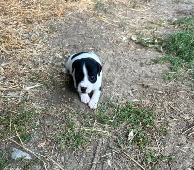 Les chiots de Jack Russell Terrier