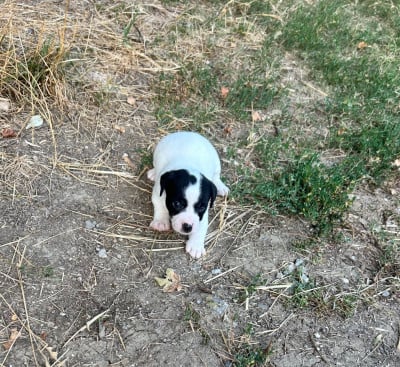 Les chiots de Jack Russell Terrier