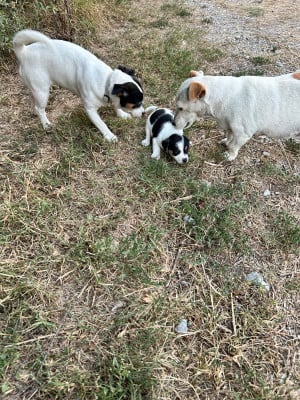 Les chiots de Jack Russell Terrier