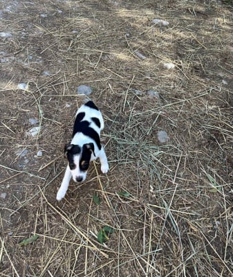 Les chiots de Jack Russell Terrier