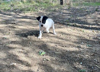 Les chiots de Jack Russell Terrier