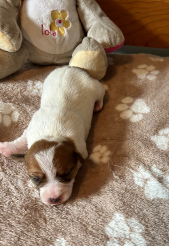 Jack Russell Terrier - of Spirit Mountain