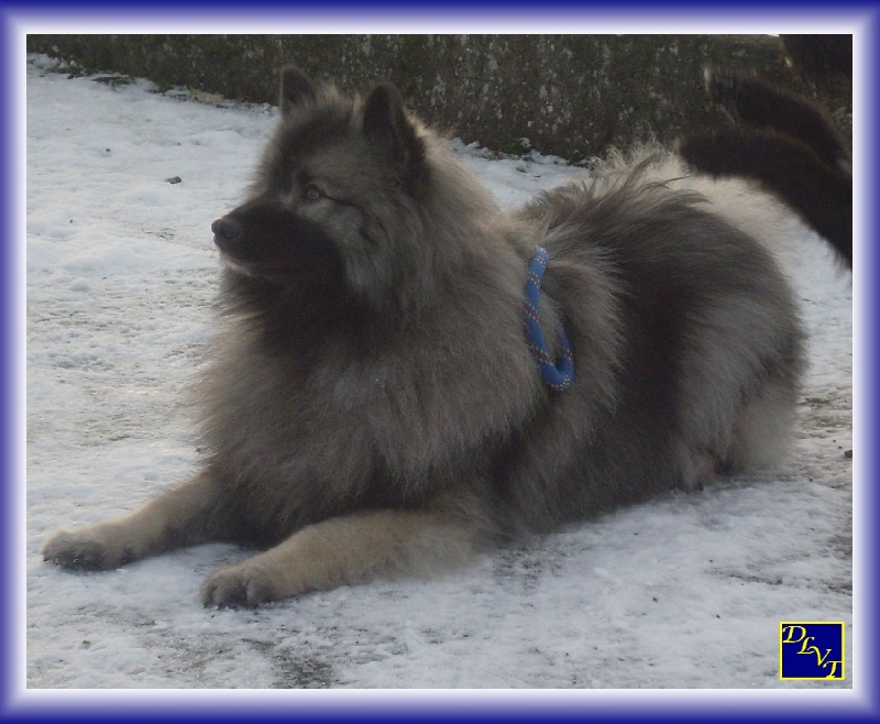 Publication : De La Vallée Thouarsaise Auteur : MN