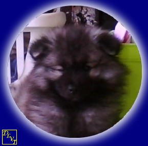 Publication : De La Vallée Thouarsaise Auteur : MN