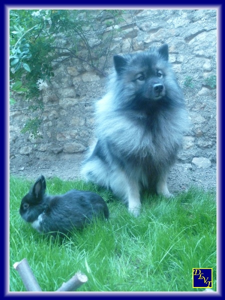 Publication : De La Vallée Thouarsaise Auteur : MN