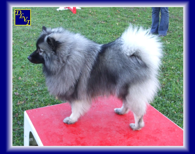 Publication : De La Vallée Thouarsaise Auteur : MN