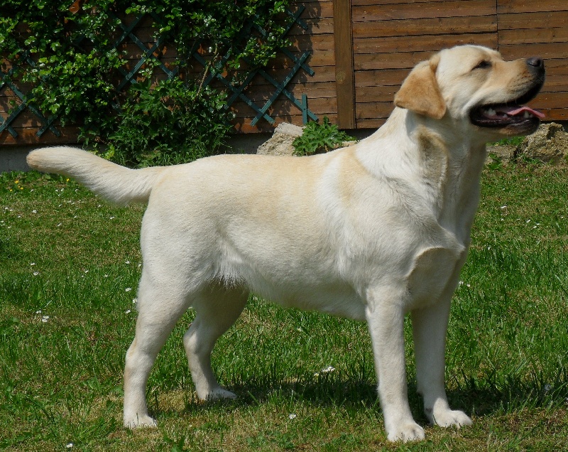 Publication : De L' éternelle élegance