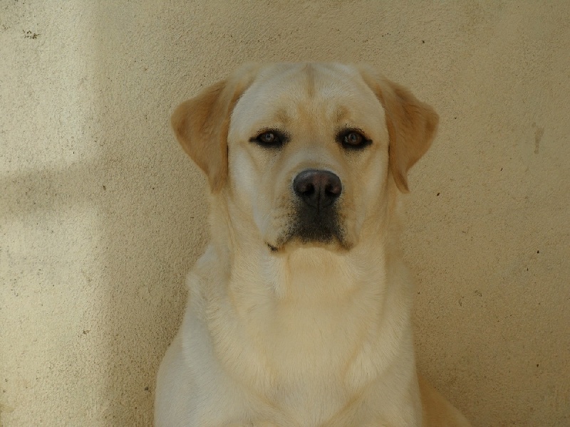 Publication : De L' éternelle élegance