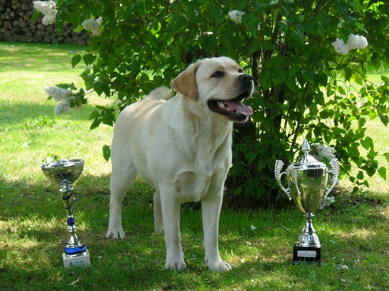 Publication : De L' éternelle élegance