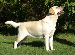 Publication : De L' éternelle élegance