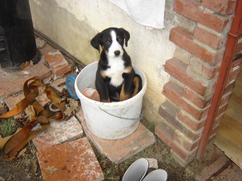 Publication : de la grande vallée blanche Auteur : reder brigitte
