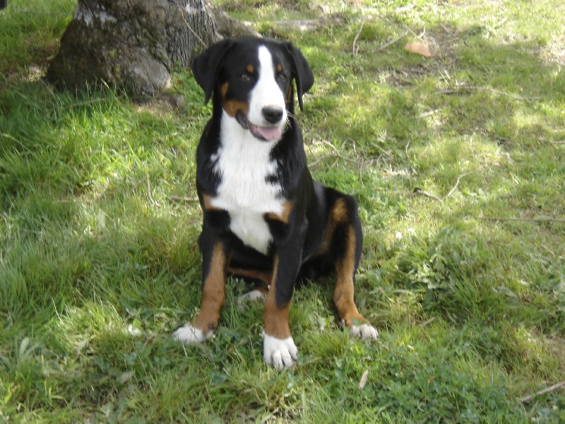 Publication : de la grande vallée blanche Auteur : Reder Brigitte