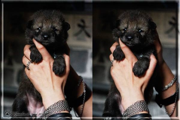 Publication : Des Princes Des Plaines Auteur : Des Princes des Plaines