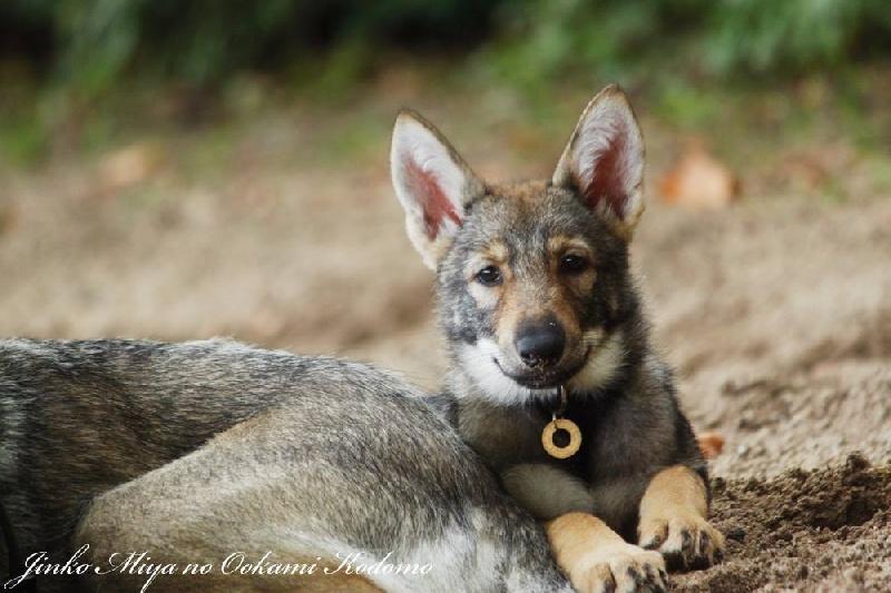 Publication : Des Princes Des Plaines Auteur : Des Princes des Plaines