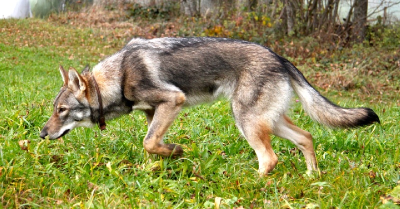 Publication : Des Princes Des Plaines Auteur : Des Princes des Plaines