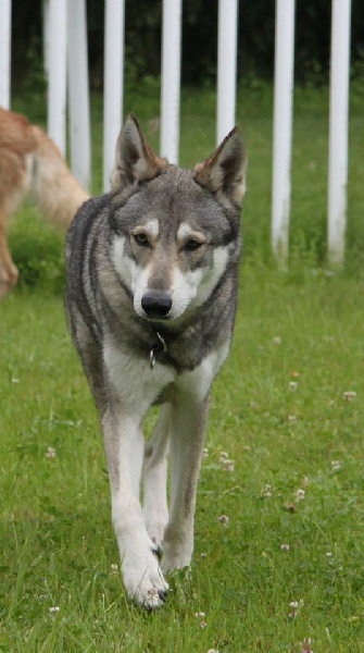 Publication : Des Princes Des Plaines Auteur : Marie Majkowiez