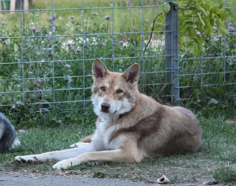 Publication : Des Princes Des Plaines Auteur : Elevage des Princes des Plaines