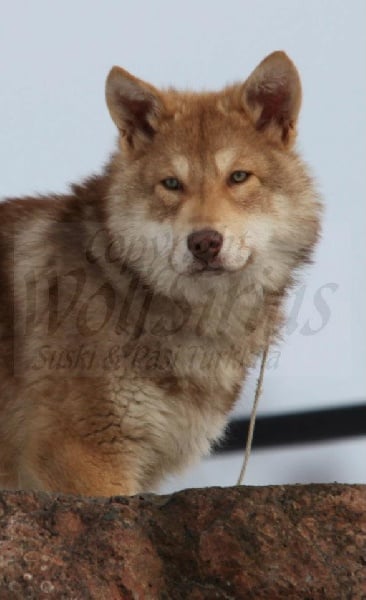 Publication : Des Princes Des Plaines Auteur : Elevage des Princes des Plaines