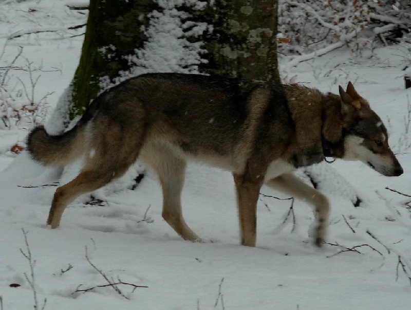 Publication : Des Princes Des Plaines Auteur : Marie Majkowiez
