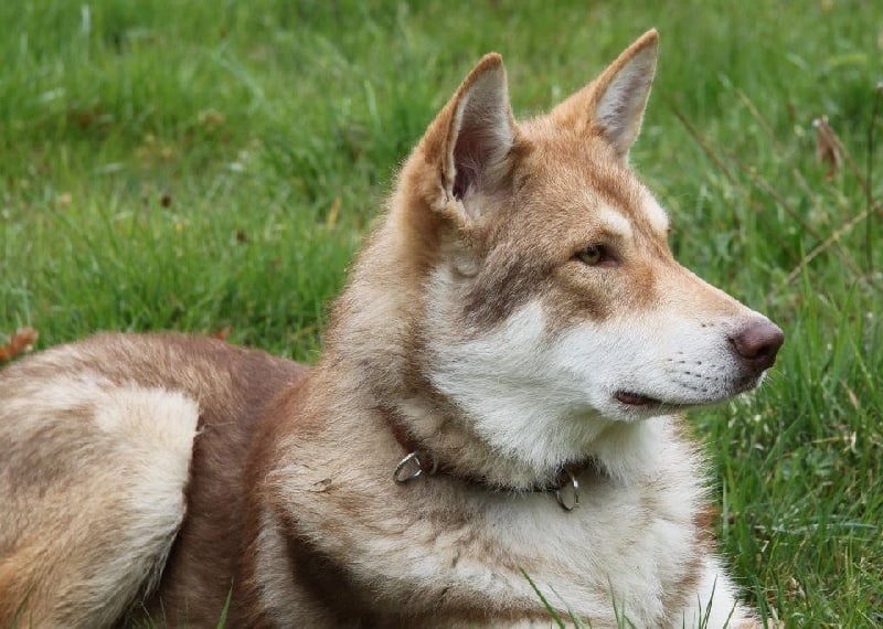 Publication : Des Princes Des Plaines Auteur : Elevage des Princes des Plaines