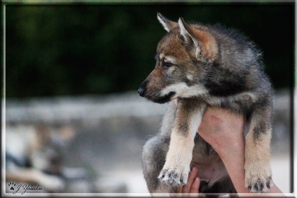 Publication : Des Princes Des Plaines Auteur : Des Princes des Plaines