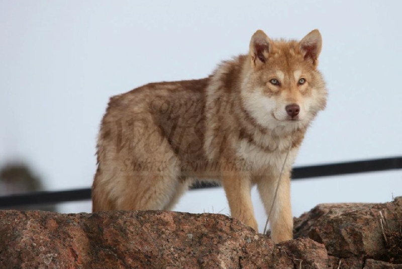 Publication : Des Princes Des Plaines Auteur : Elevage des Princes des Plaines