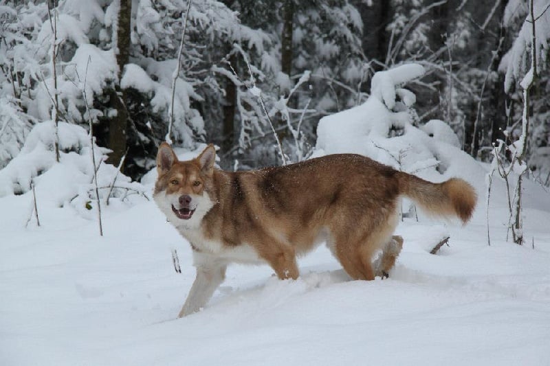 Publication : Des Princes Des Plaines Auteur : Elevage des Princes des Plaines