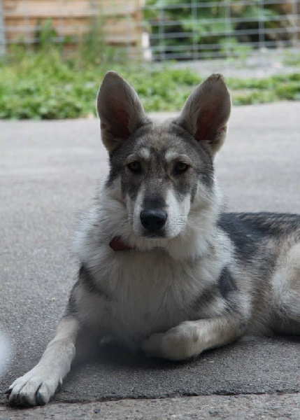 Publication : Des Princes Des Plaines Auteur : Elevage des Princes des Plaines