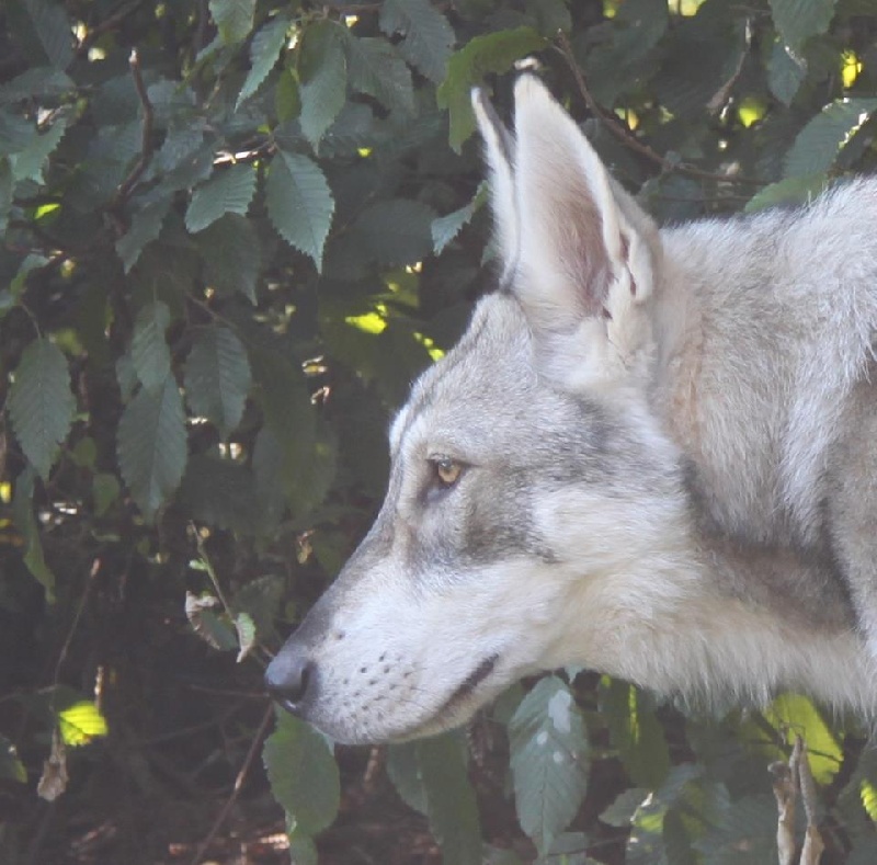 Publication : Des Princes Des Plaines Auteur : Elevage des Princes des Plaines