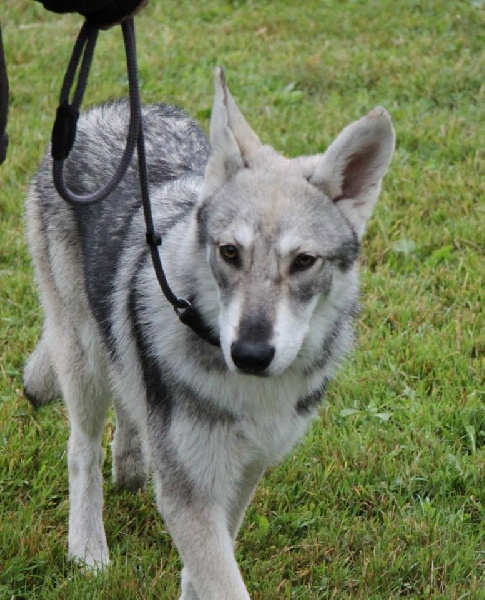 Publication : Des Princes Des Plaines Auteur : Elevage des Princes des Plaines