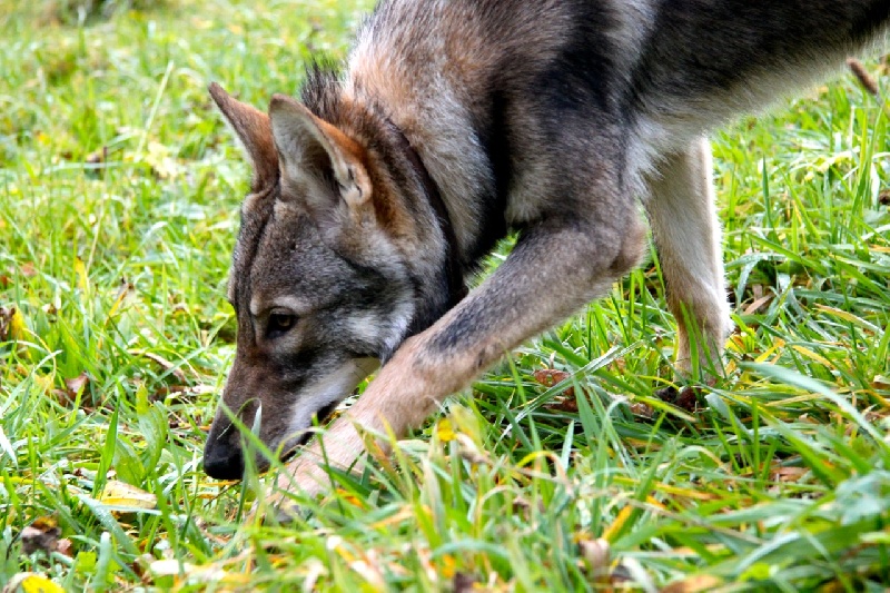 Publication : Des Princes Des Plaines Auteur : Des Princes des Plaines