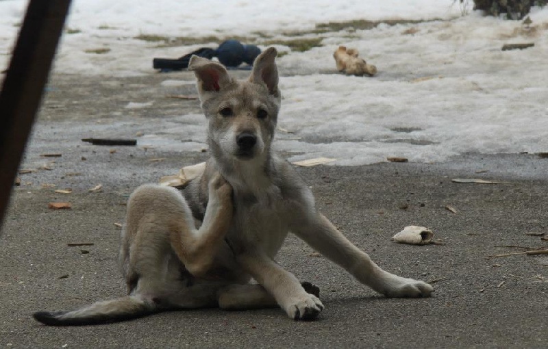 Publication : Des Princes Des Plaines Auteur : Elevage des Princes des Plaines