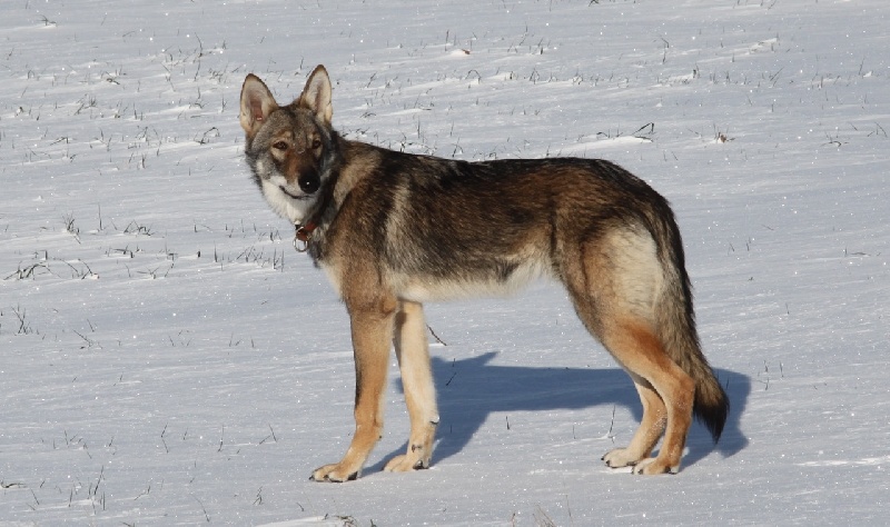 Publication : Des Princes Des Plaines Auteur : Des Princes des Plaines