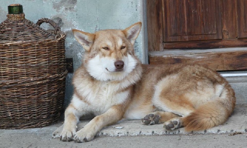 Publication : Des Princes Des Plaines Auteur : Elevage des Princes des Plaines