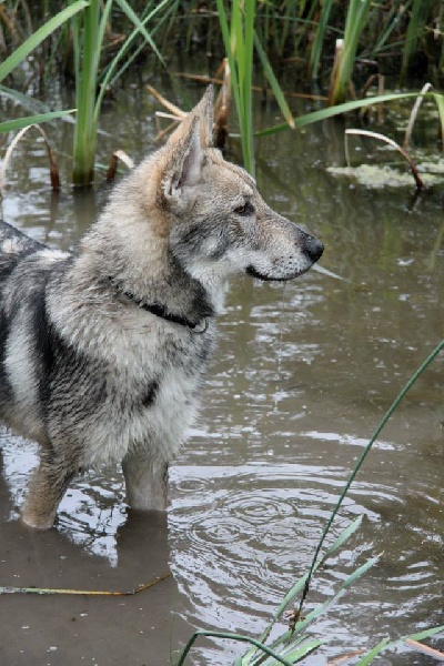 Publication : Des Princes Des Plaines Auteur : Elevage des Princes des Plaines