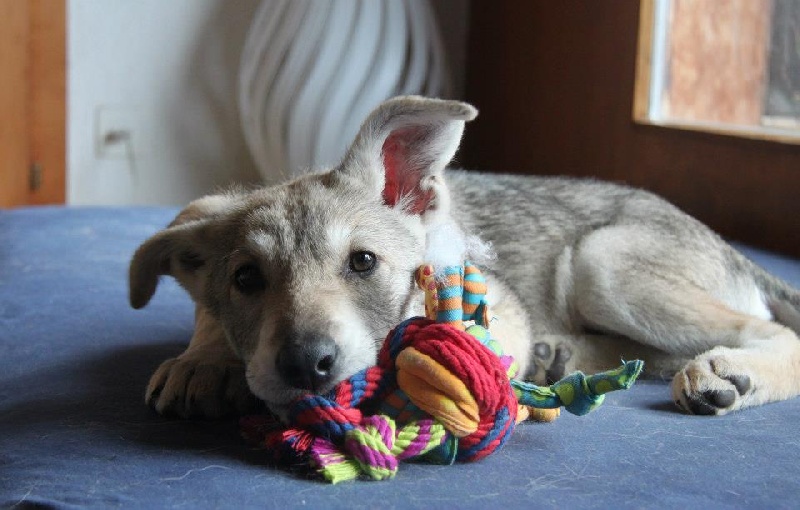 Publication : Des Princes Des Plaines Auteur : Elevage des Princes des Plaines