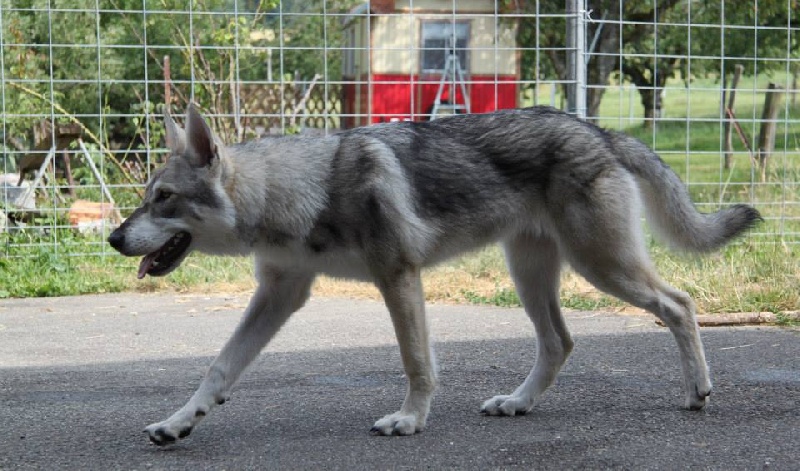 Publication : Des Princes Des Plaines Auteur : Elevage des Princes des Plaines