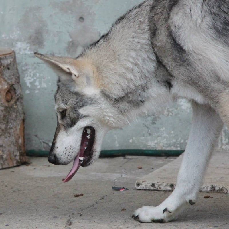 Publication : Des Princes Des Plaines Auteur : Elevage des Princes des Plaines