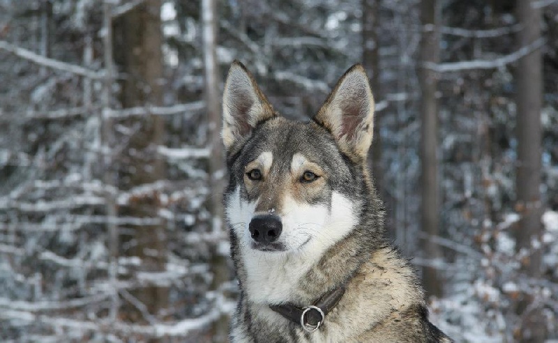 Publication : Des Princes Des Plaines Auteur : Marie Majkowiez