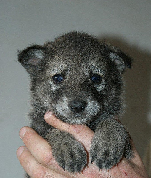 Publication : Des Princes Des Plaines Auteur : Marie Majkowiez