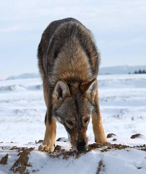 Publication : Des Princes Des Plaines Auteur : Des Princes des Plaines