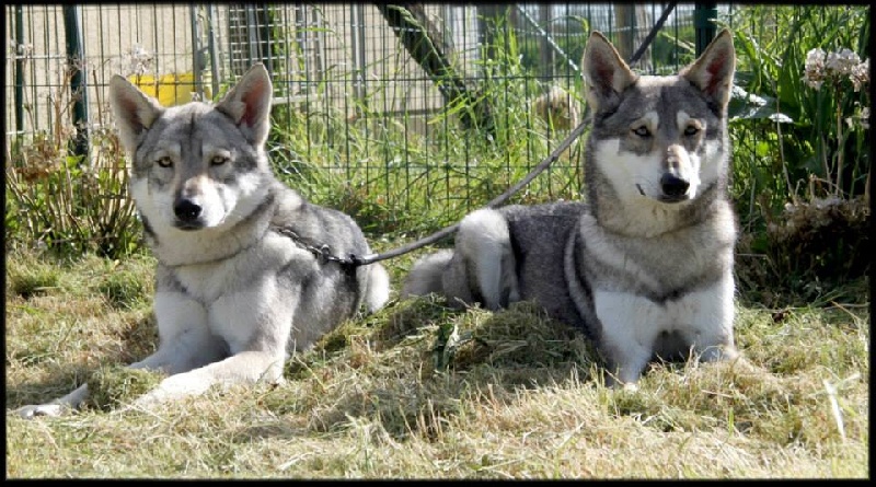 Publication : Des Princes Des Plaines Auteur : Marie Majkowiez