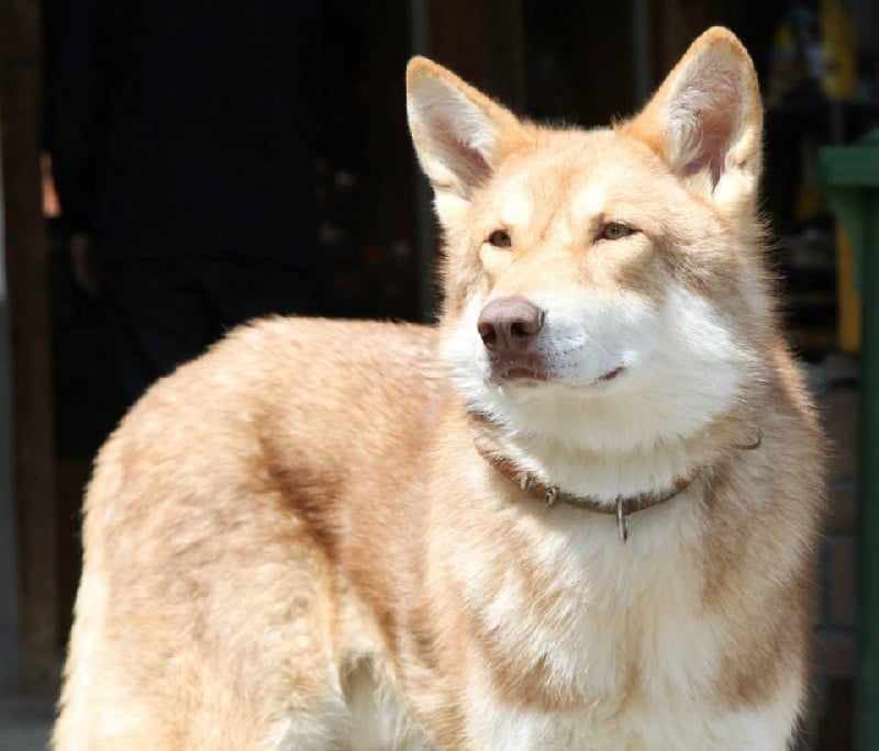 Publication : Des Princes Des Plaines Auteur : Elevage des Princes des Plaines