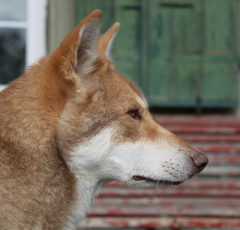 Publication : Des Princes Des Plaines Auteur : Elevage des Princes des Plaines