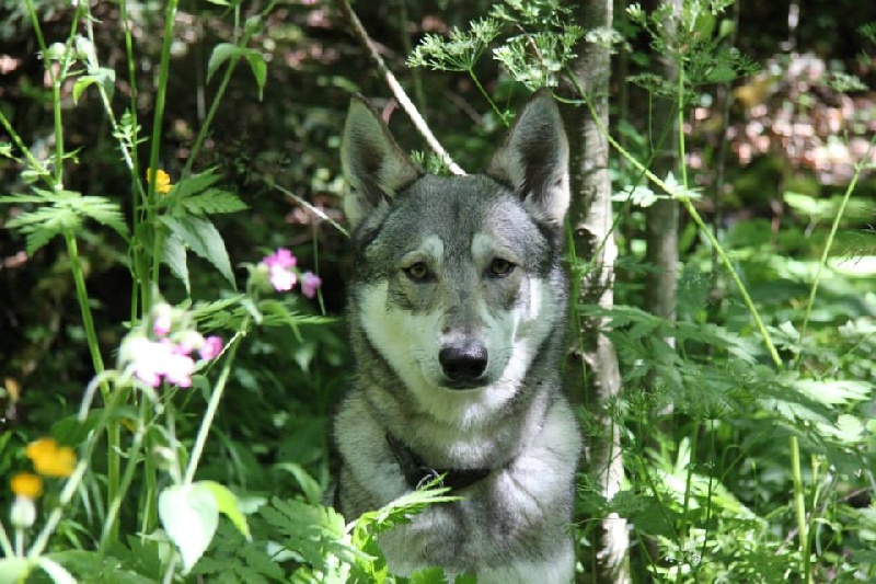 Publication : Des Princes Des Plaines Auteur : Marie Majkowiez