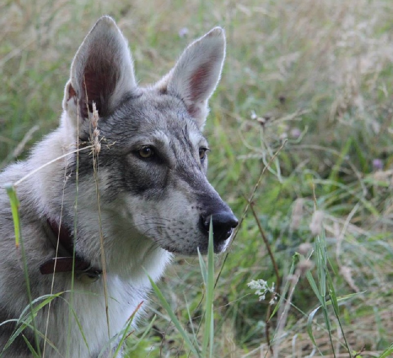 Publication : Des Princes Des Plaines Auteur : Elevage des Princes des Plaines