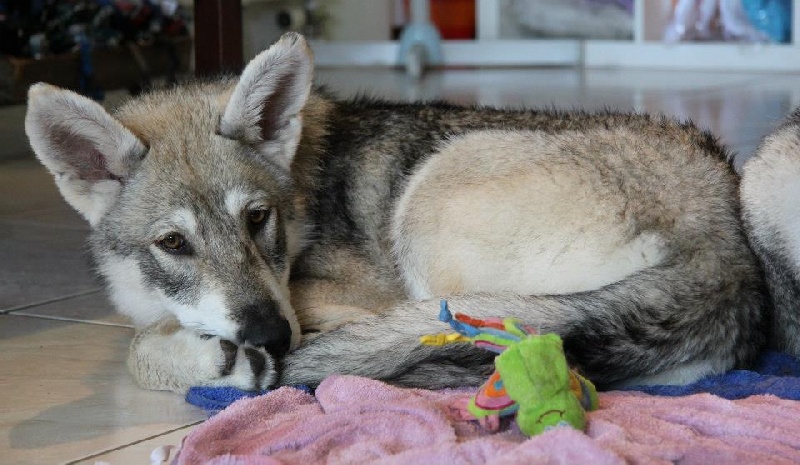 Publication : Des Princes Des Plaines Auteur : Elevage des Princes des Plaines